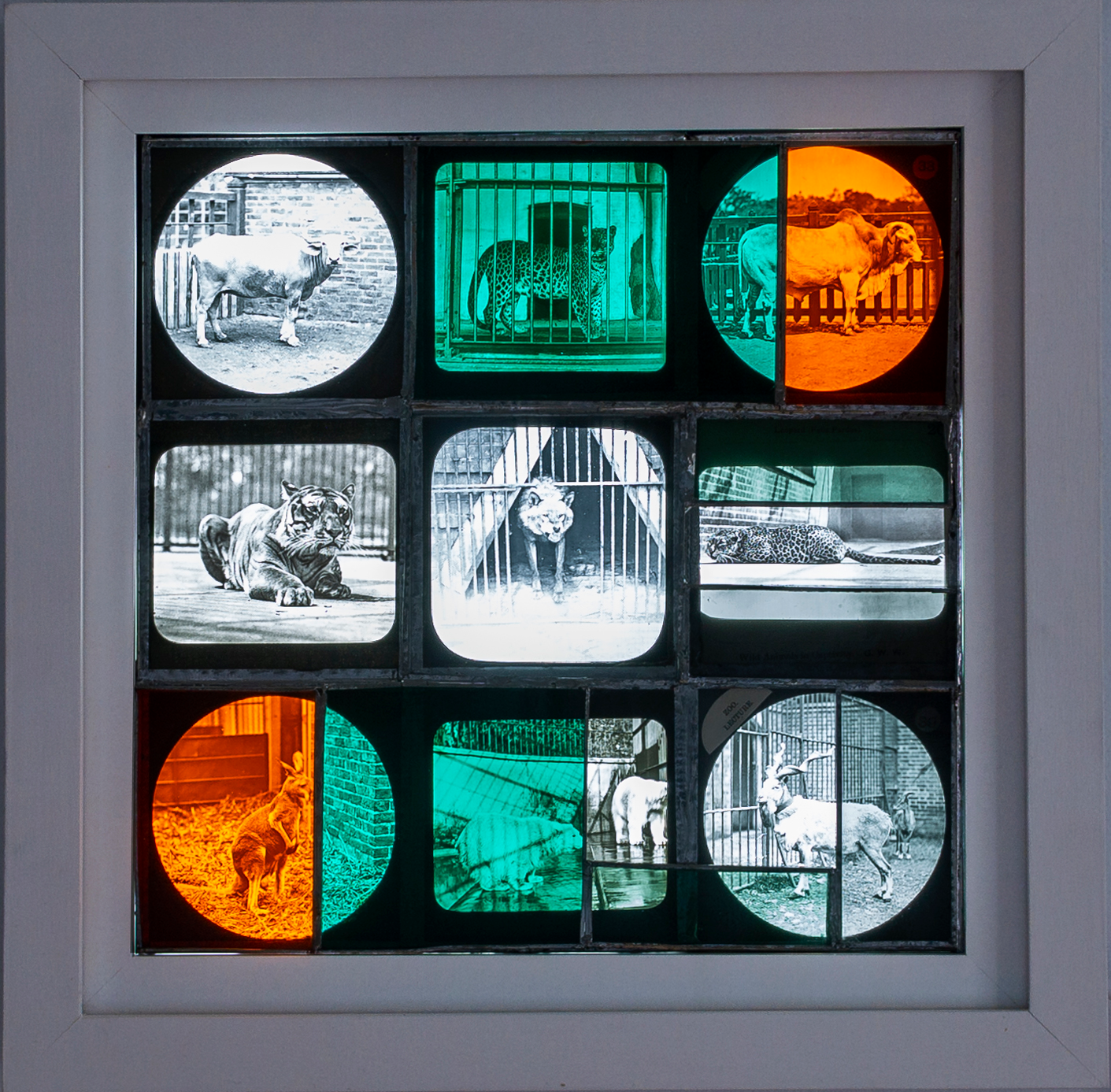 Zoological 
			Garden: Wolf 2020 Coloured 
			glass, magic lantern slides, copper tape and solder  33 x 33cm
